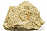 Jurassic Ammonite (Spiroceras) Fossil - Évrecy, France #367856-1
